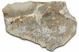 Fossil Horsetail (Annularia) Nodule Pos/Neg - Mazon Creek #325906-1